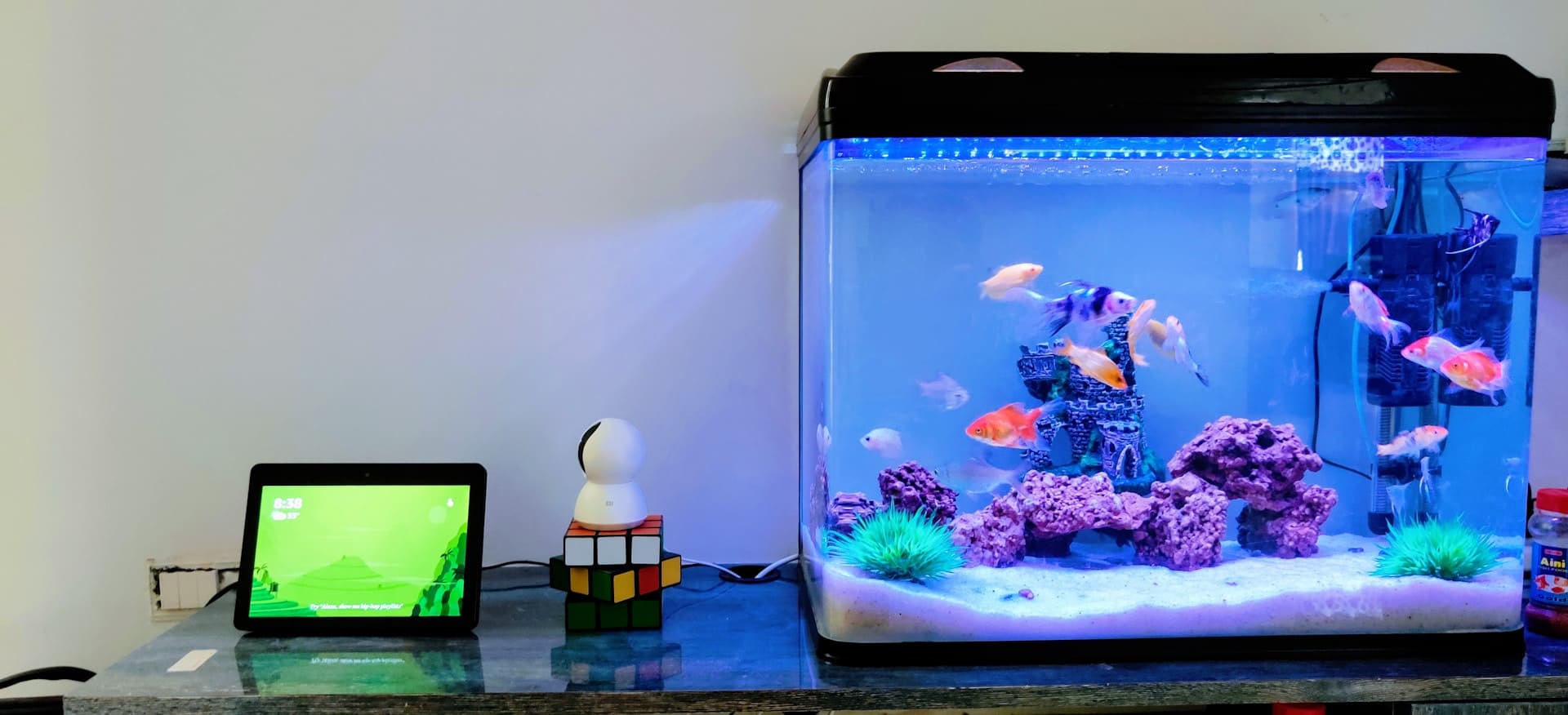 Unlocking the Potential of a 4-Gallon Fish Tank: A Comprehensive